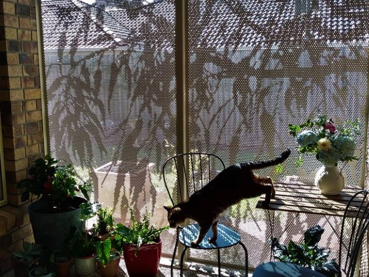 Decoview Australiana Decorative Screens in Textured Primrose